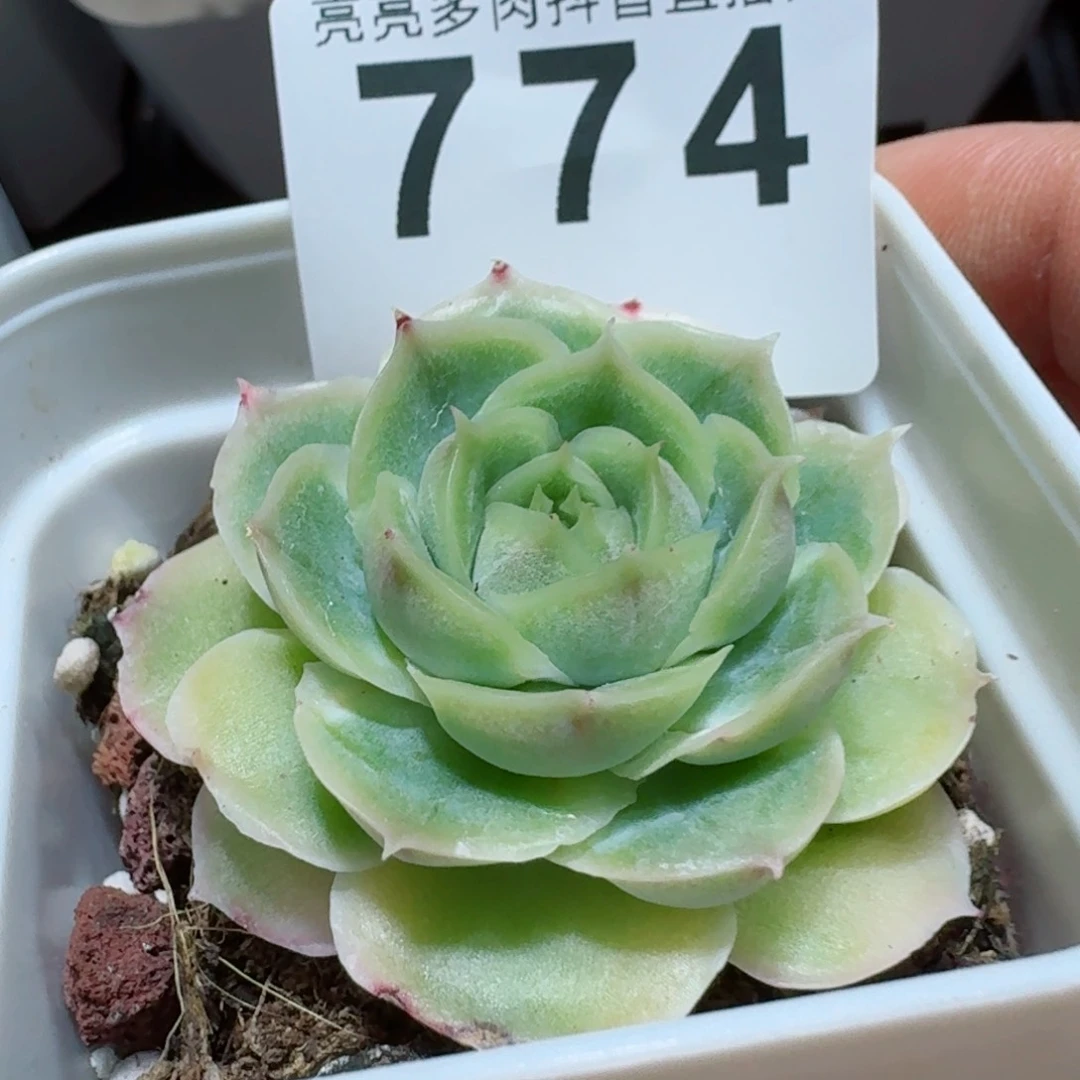 水晶虾饺         精品多肉