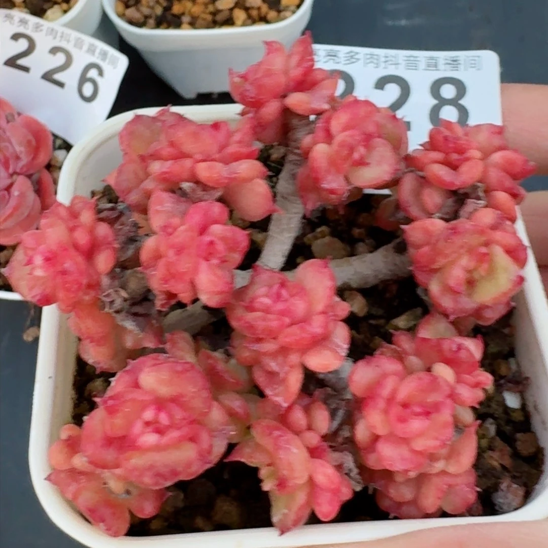 蜡牡丹老桩         精品多肉