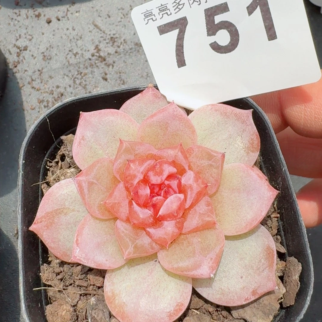 ?****?玄烛珍妮         精品多肉