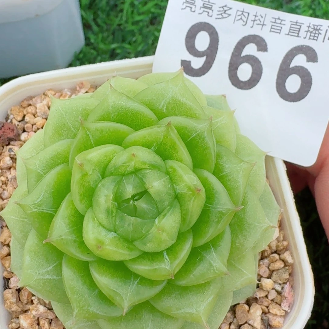 杜若珍妮         精品多肉