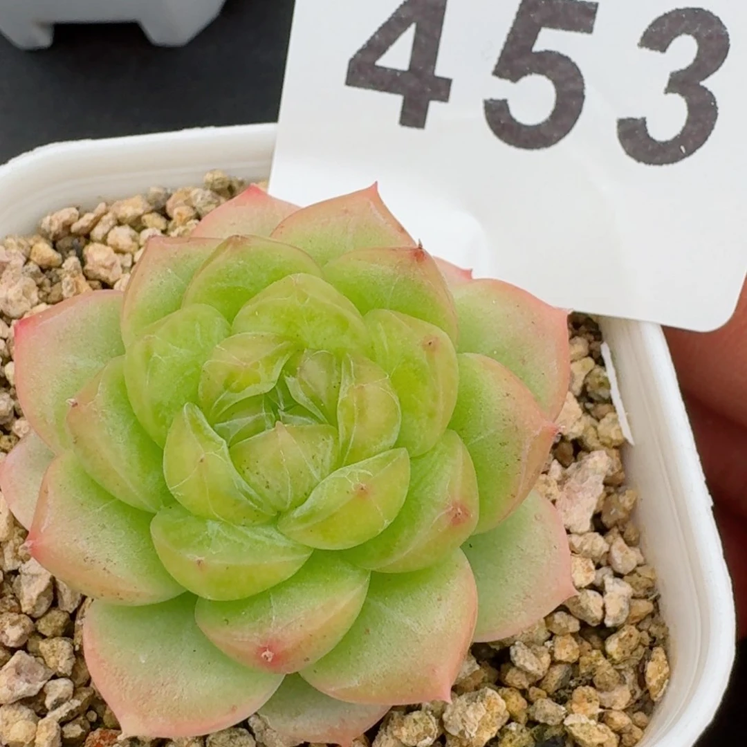 精致珍妮         精品多肉