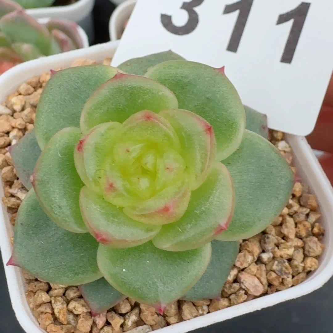 玉芷珍妮         精品多肉