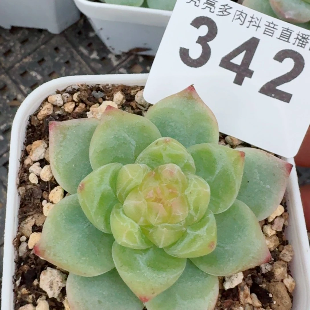 晴岚珍妮         精品多肉