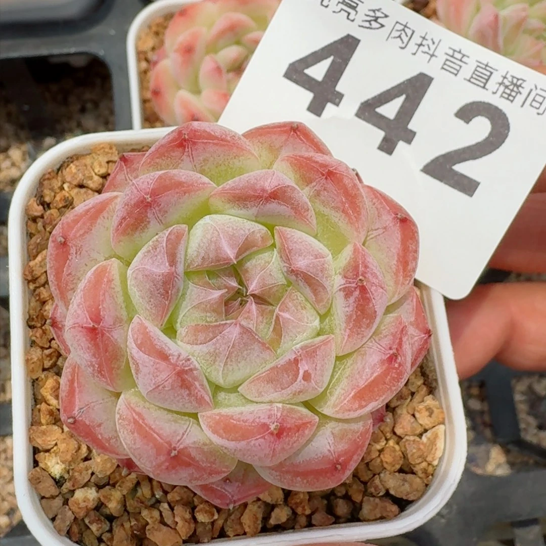 美心 精品多肉