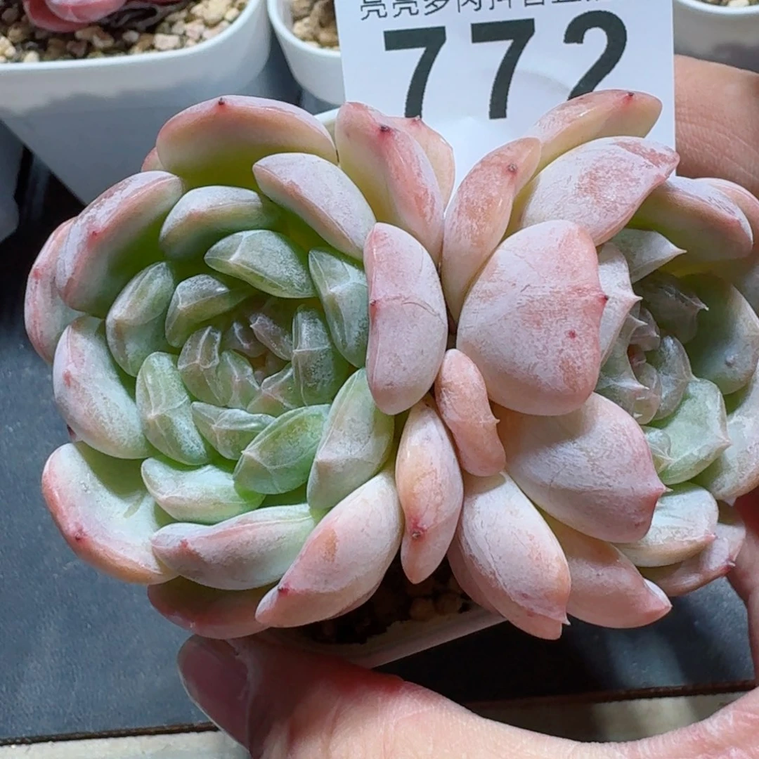 白色恋人         精品多肉