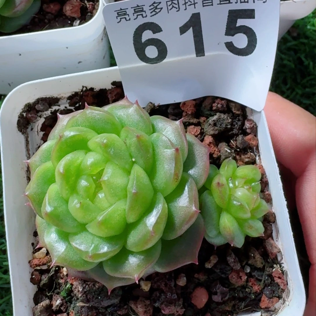 逗*的灯泡珍妮         精品多肉