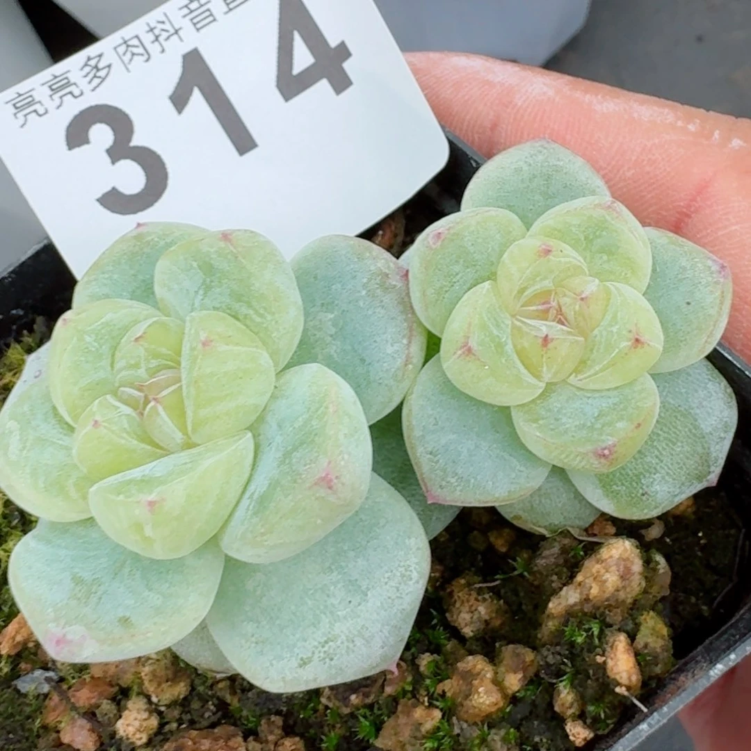 白泽双头         精品多肉