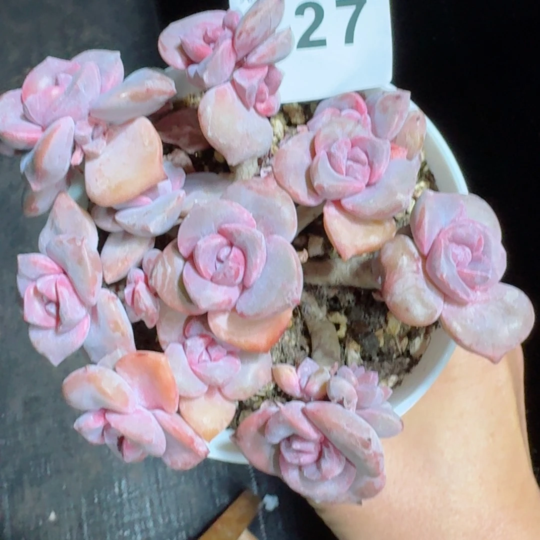 丸叶彩虹糖         精品多肉