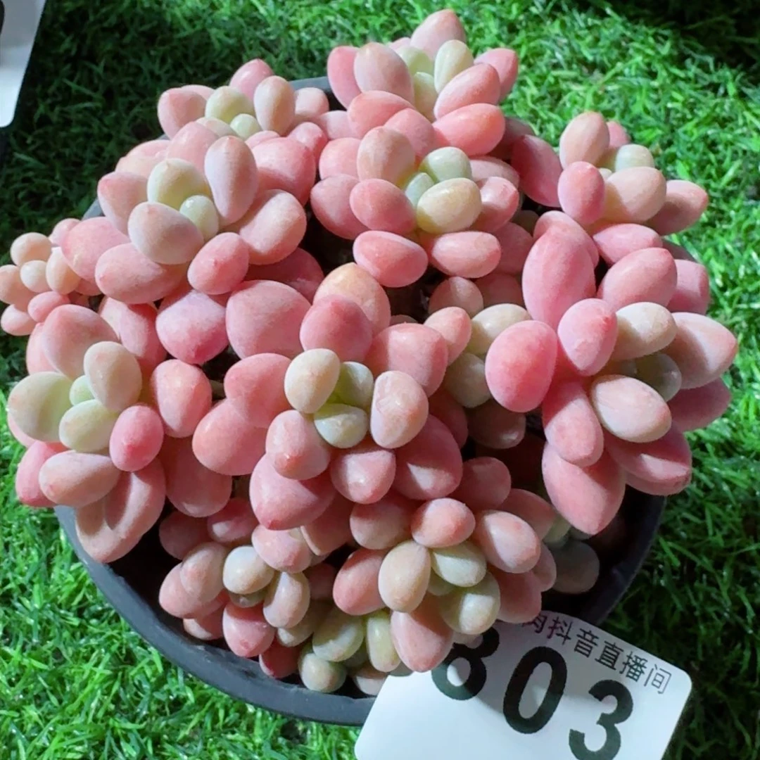 鱼子酱群生整装         精品多肉