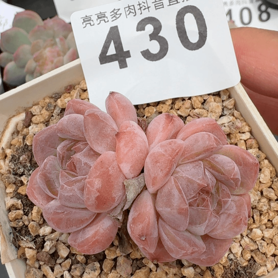 双头冰魄         精品多肉