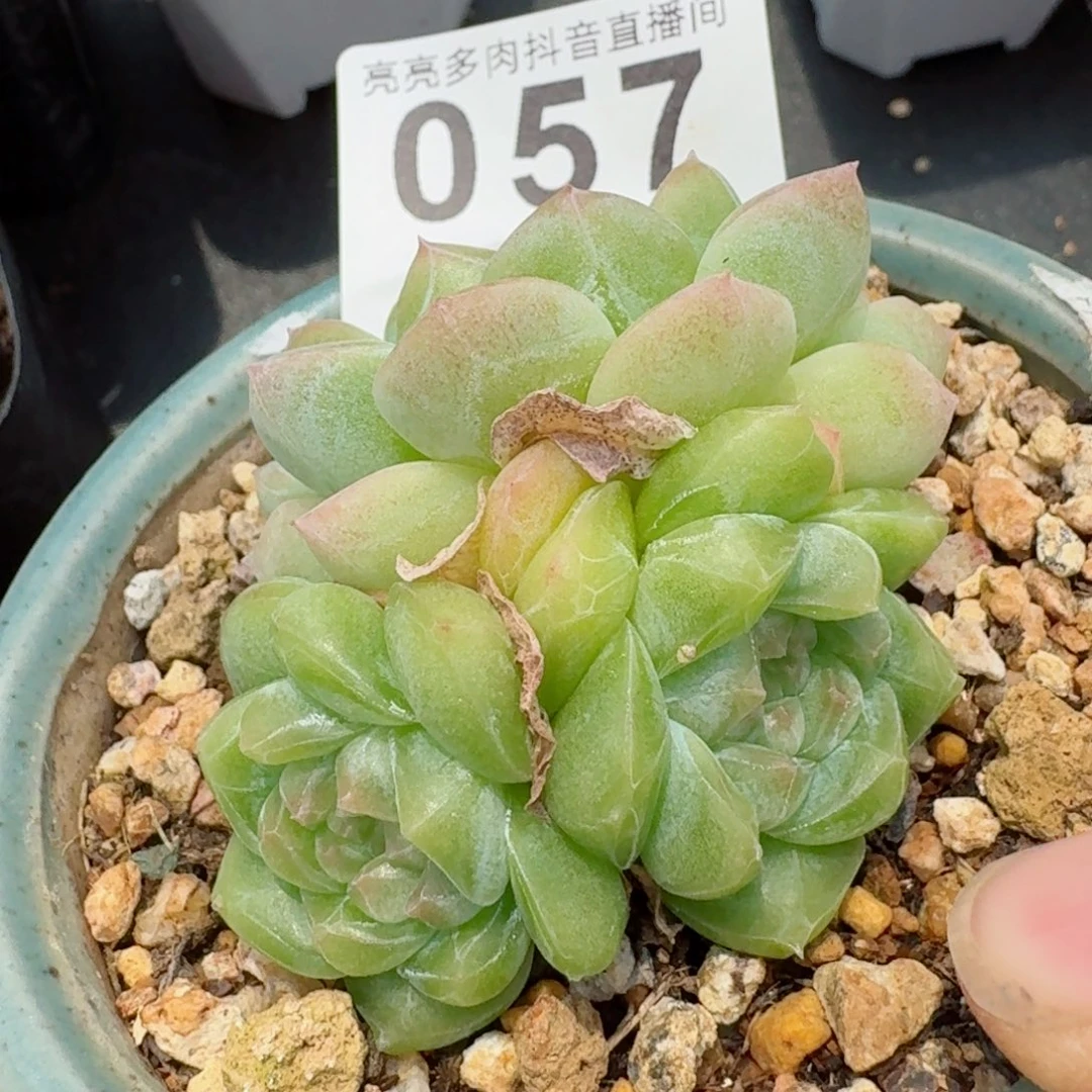 露香凝珍妮         精品多肉