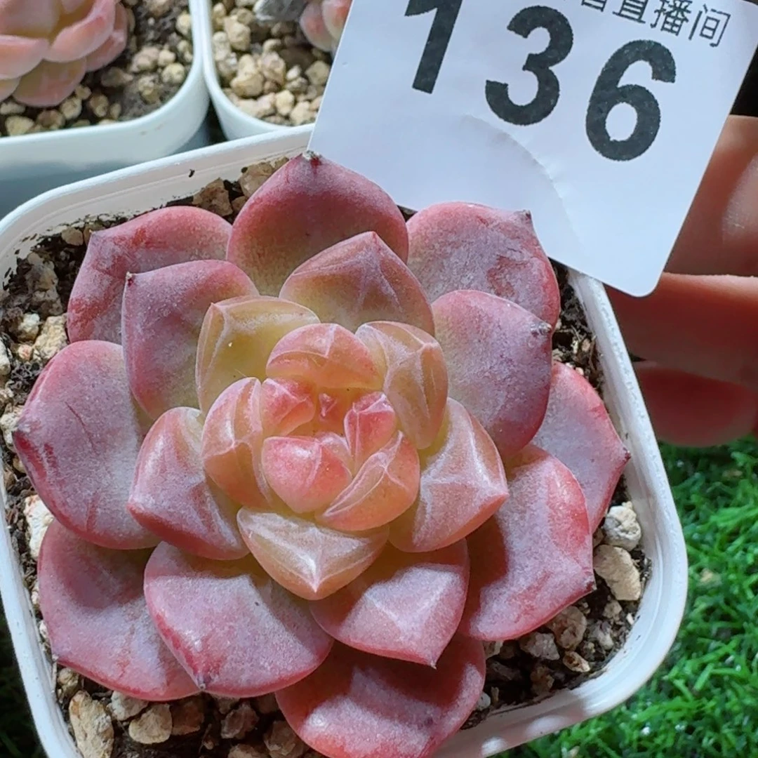 灯芯琥珀         精品多肉