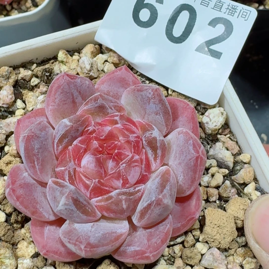 樱花冰魄         精品多肉