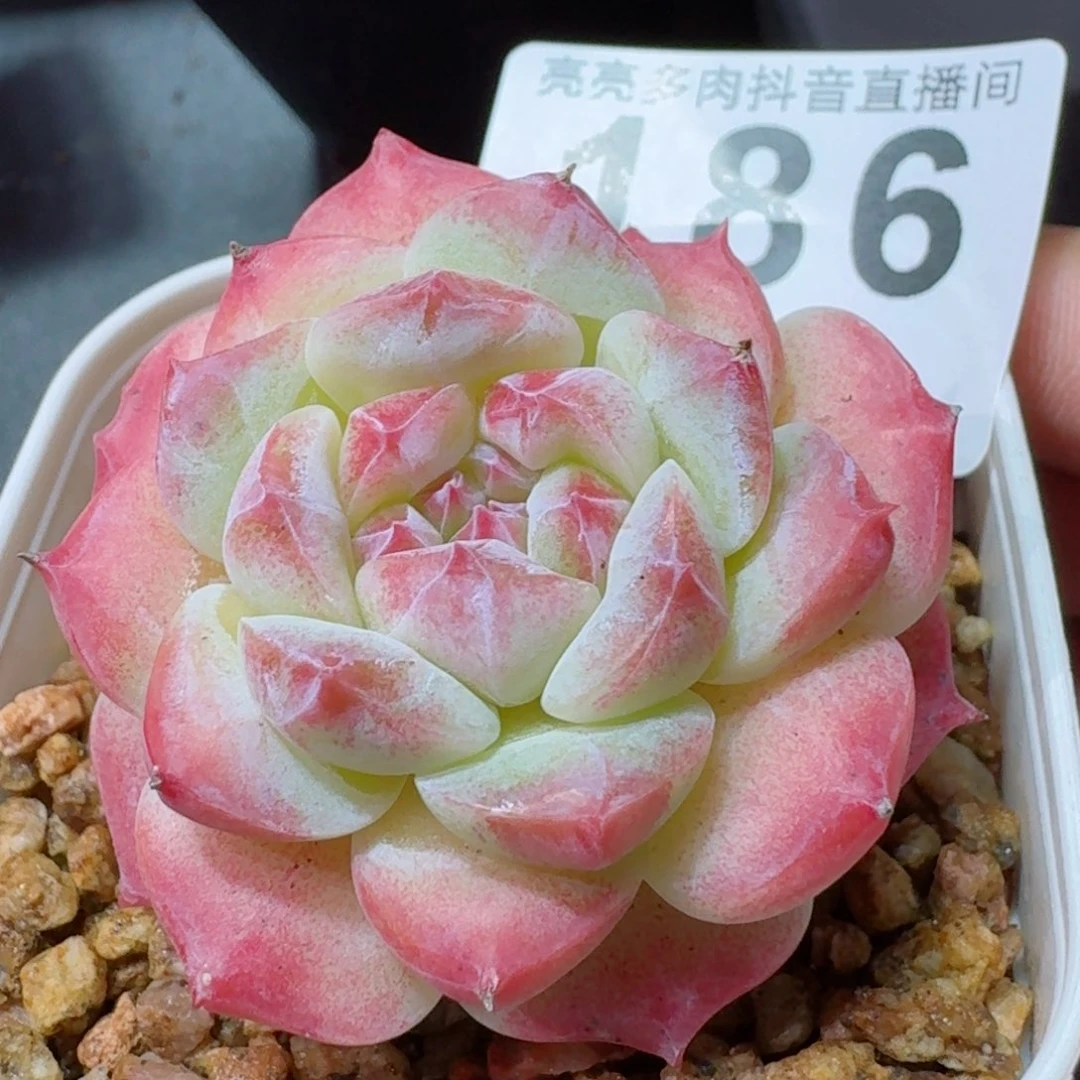 美心变异         精品多肉