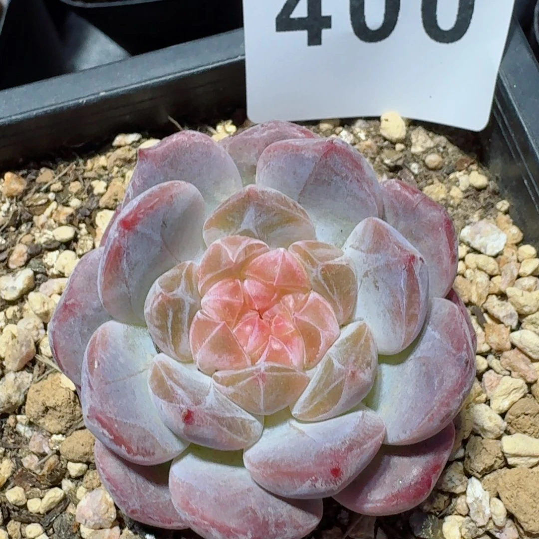 糯虎魄         精品多肉