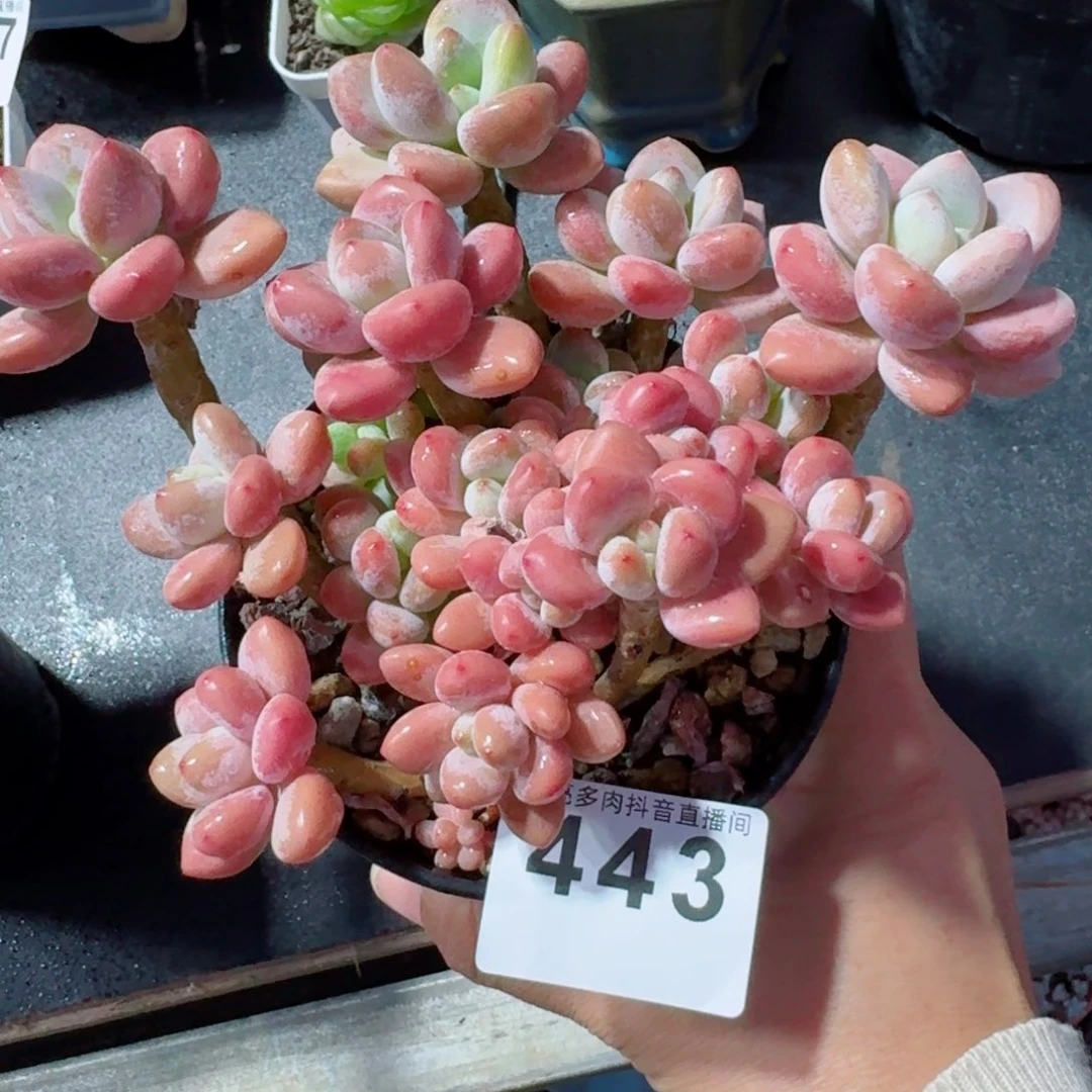 洛神老桩         精品多肉