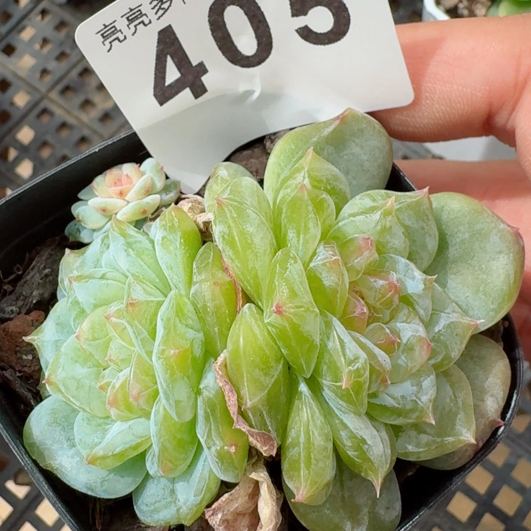 双头踏月石化         精品多肉