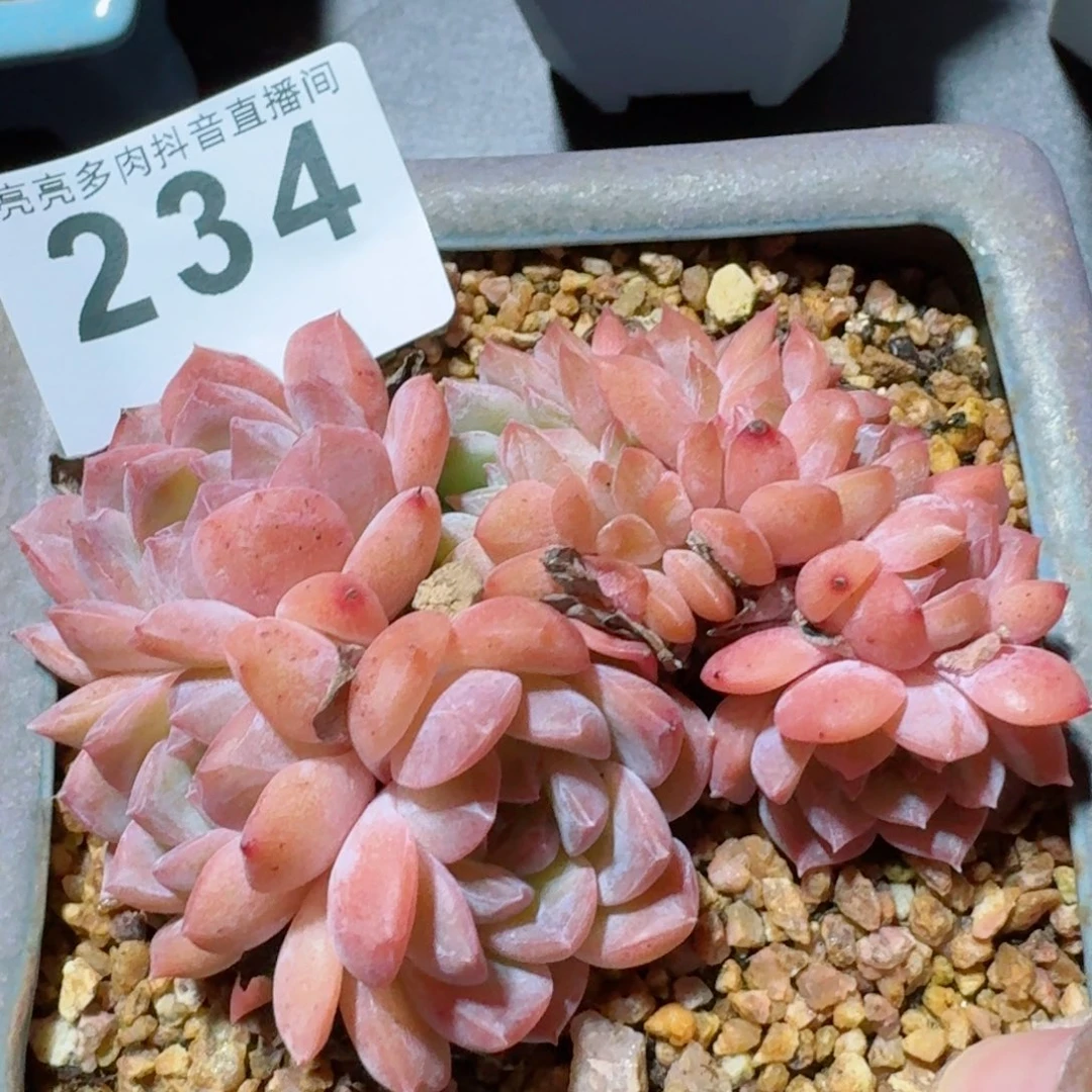 蒋*冰魄         精品多肉