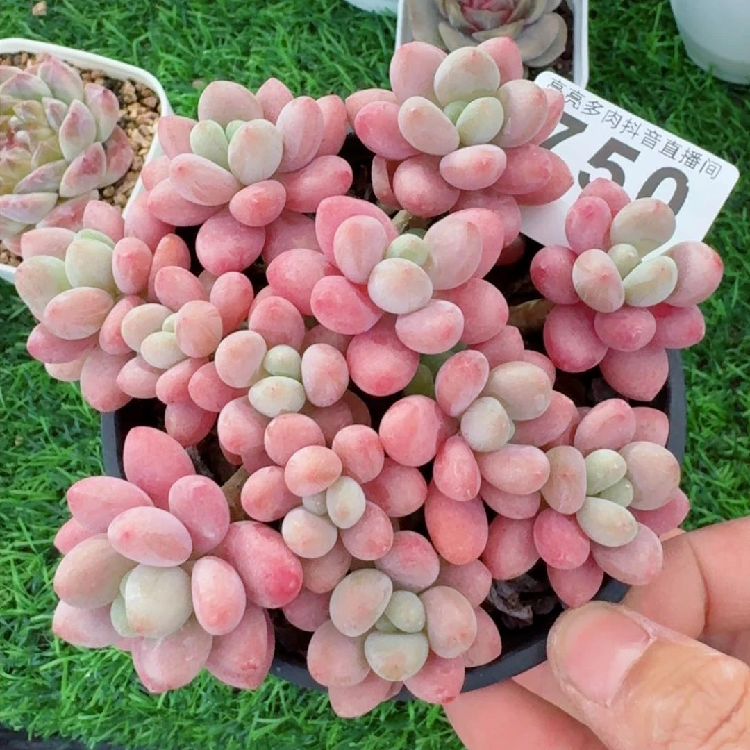 鱼子酱         精品多肉