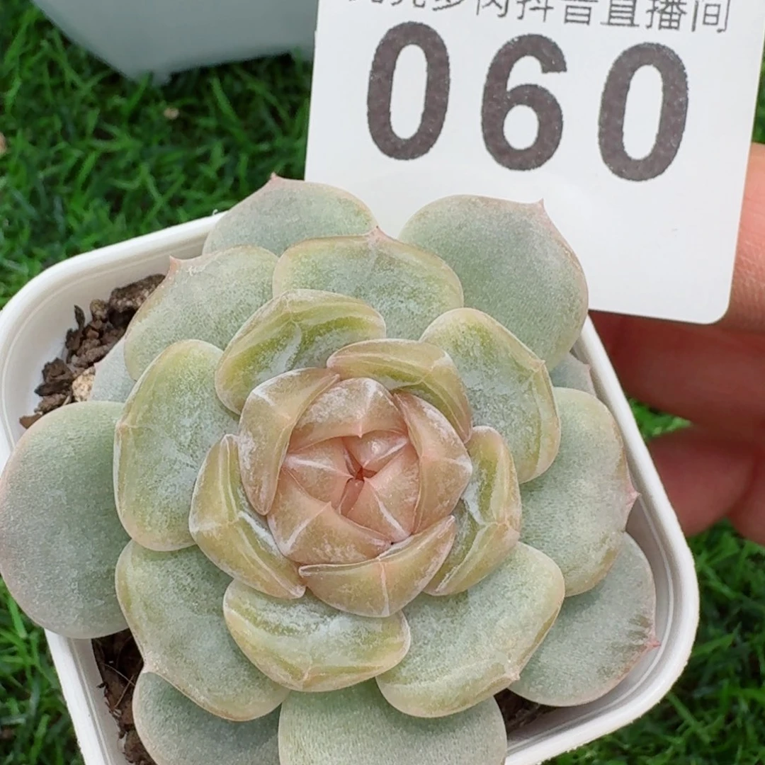 彩色恋人         精品多肉