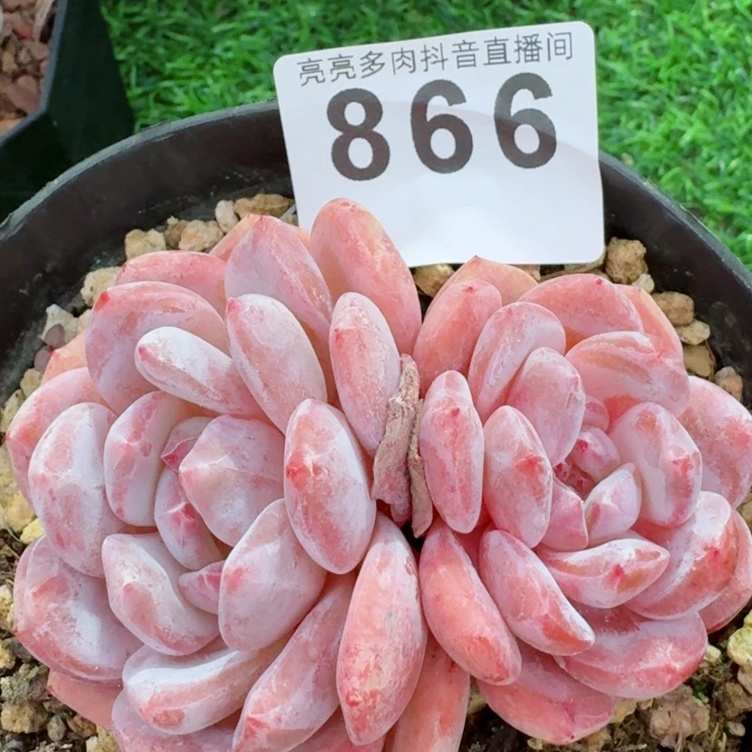 雪之魄         精品多肉