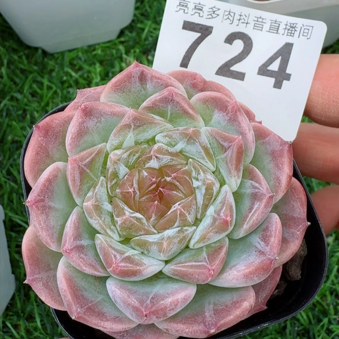 糯冰魄         精品多肉