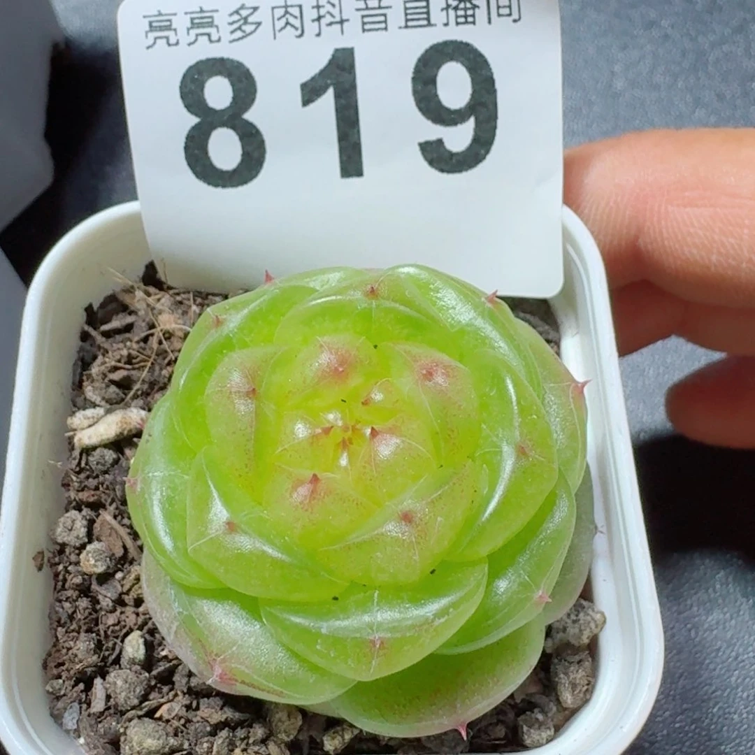 无双珍妮         精品多肉