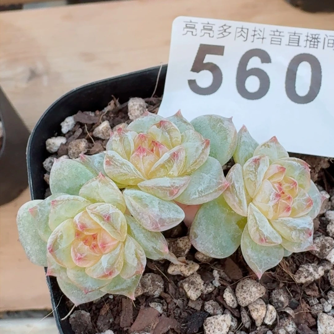 孤品黄体         精品多肉