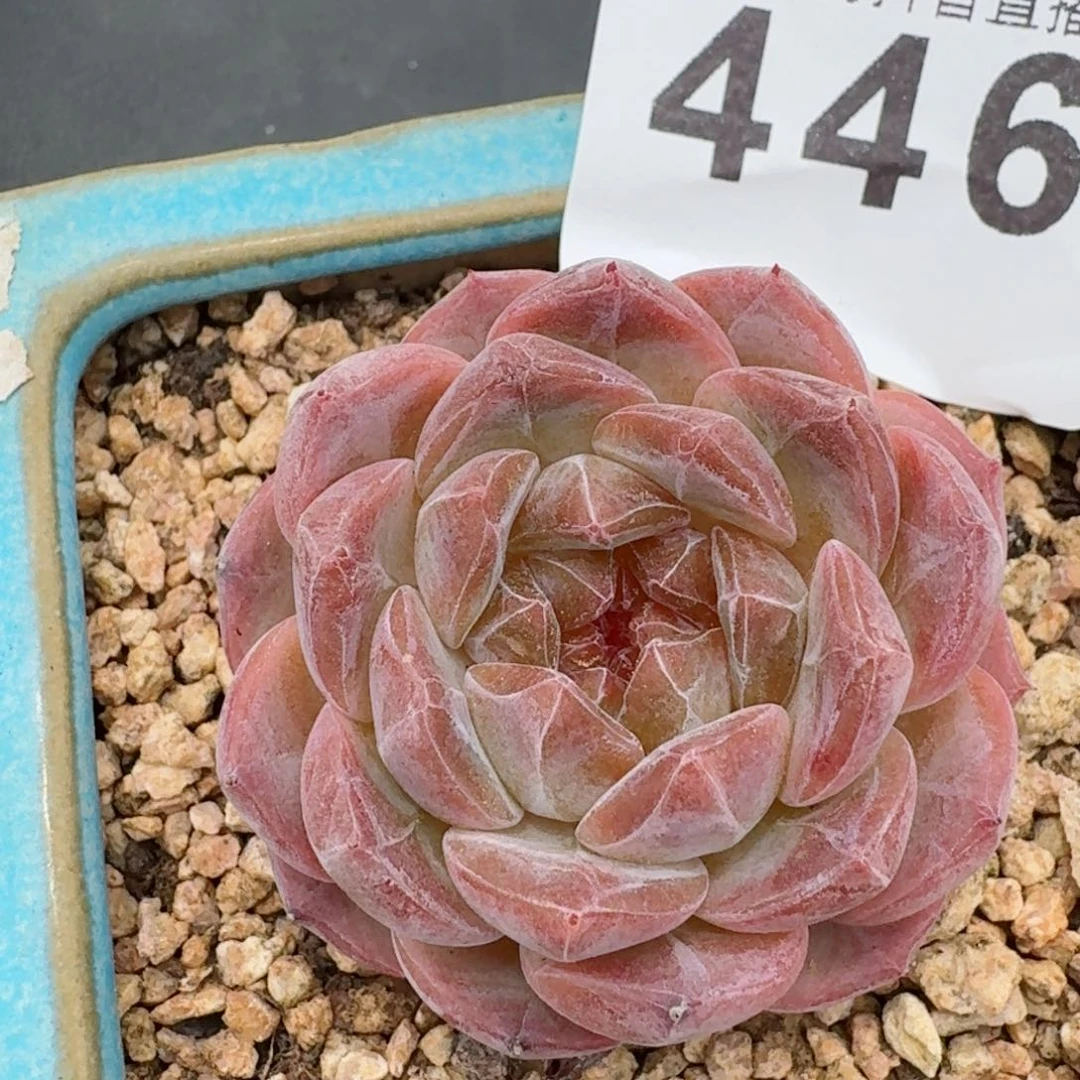 草莓琥珀         精品多肉