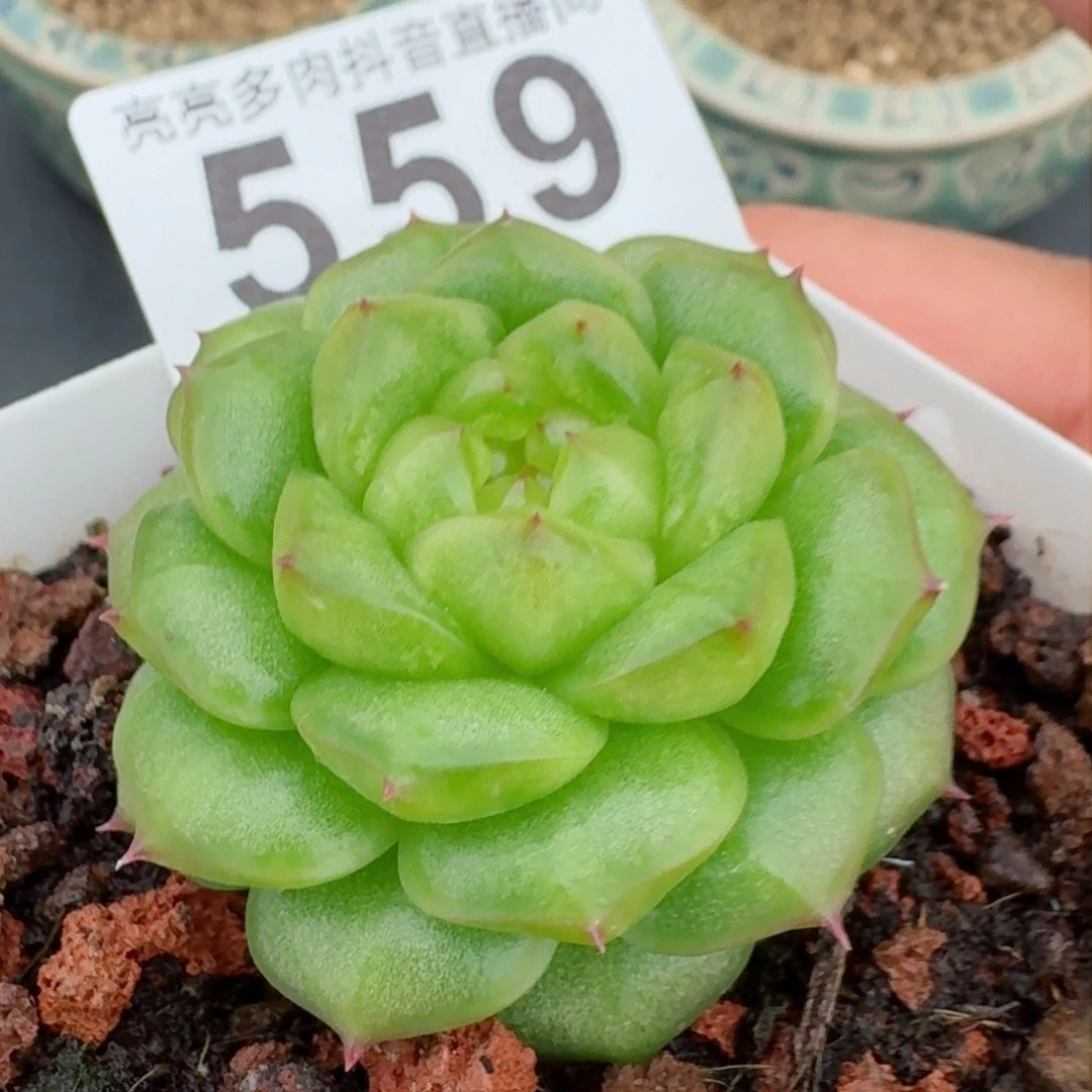 灯泡珍妮         精品多肉