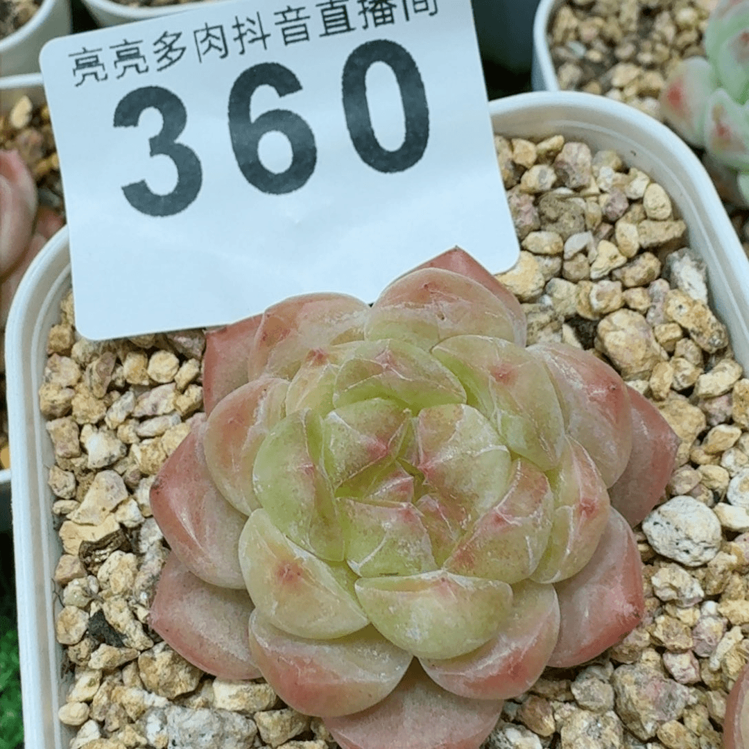 孤品         精品多肉