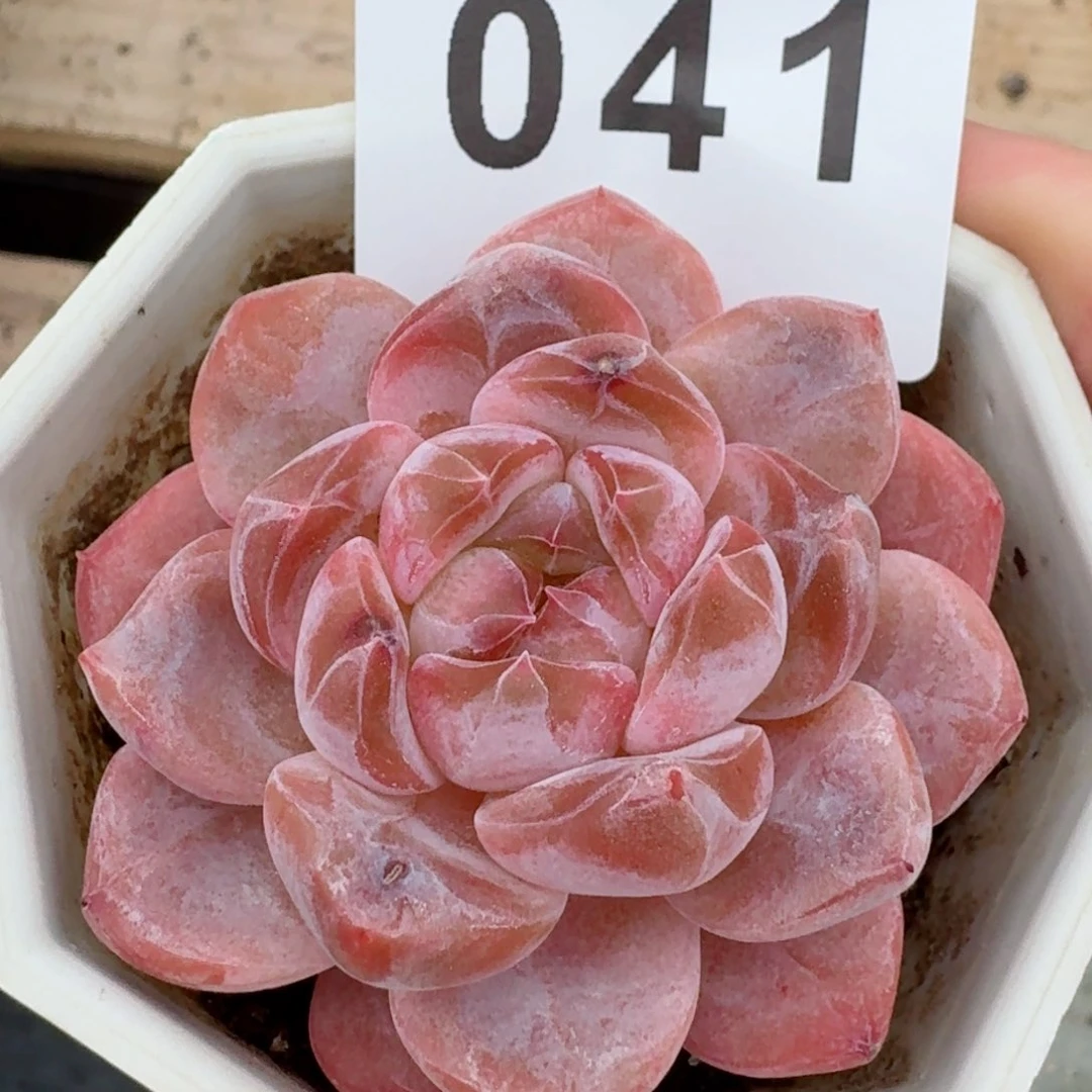 糯冰魄         精品多肉