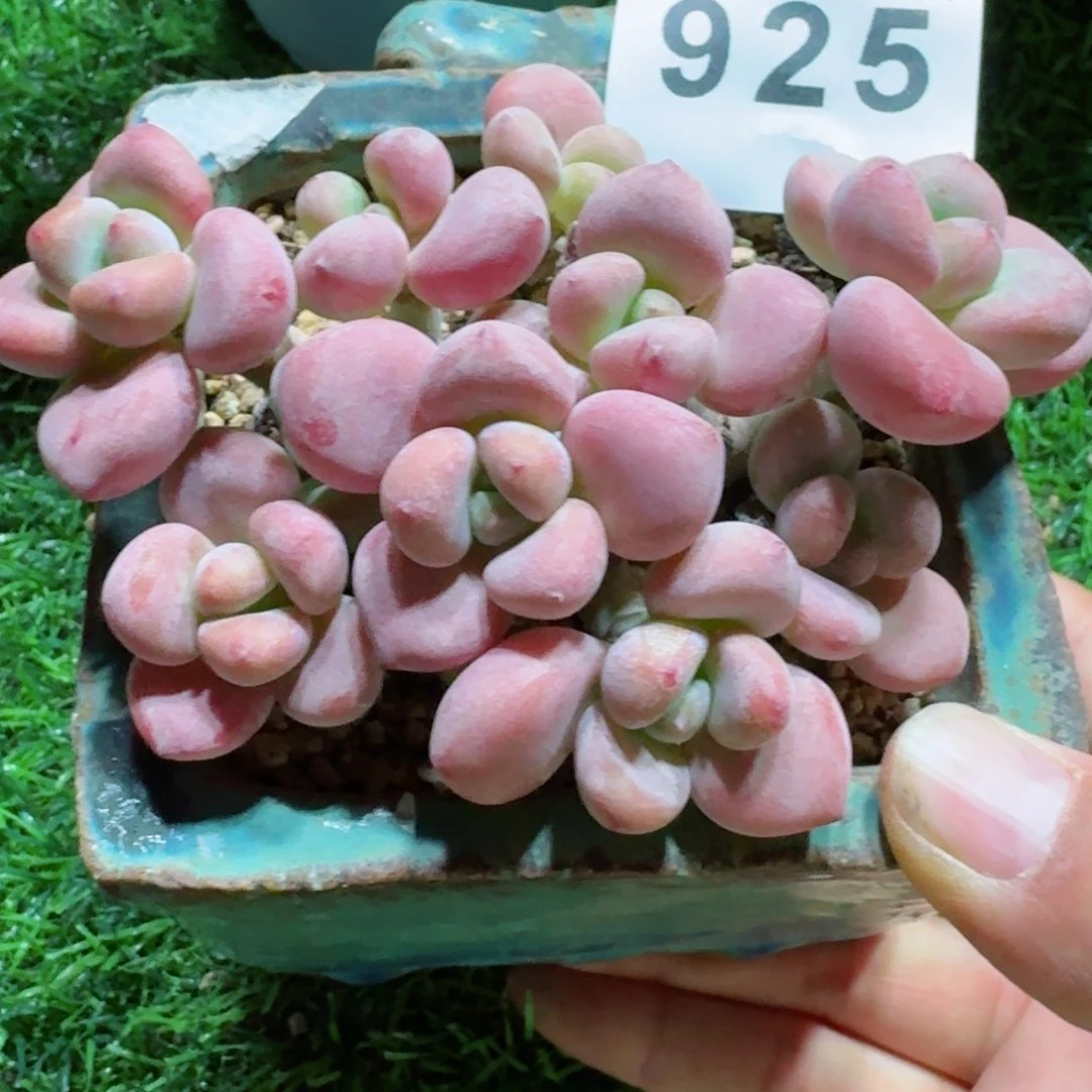 洛神老桩         精品多肉
