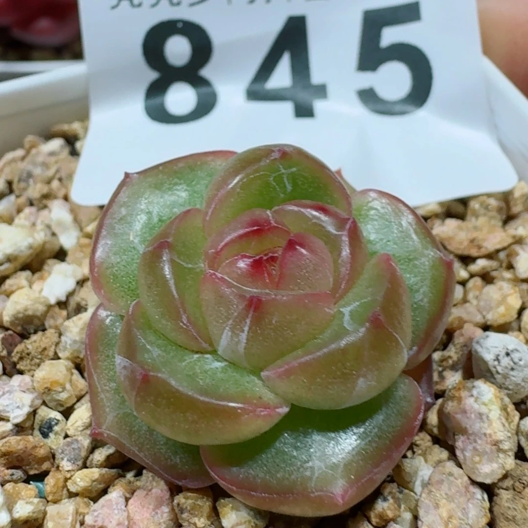 孤品珍妮         精品多肉