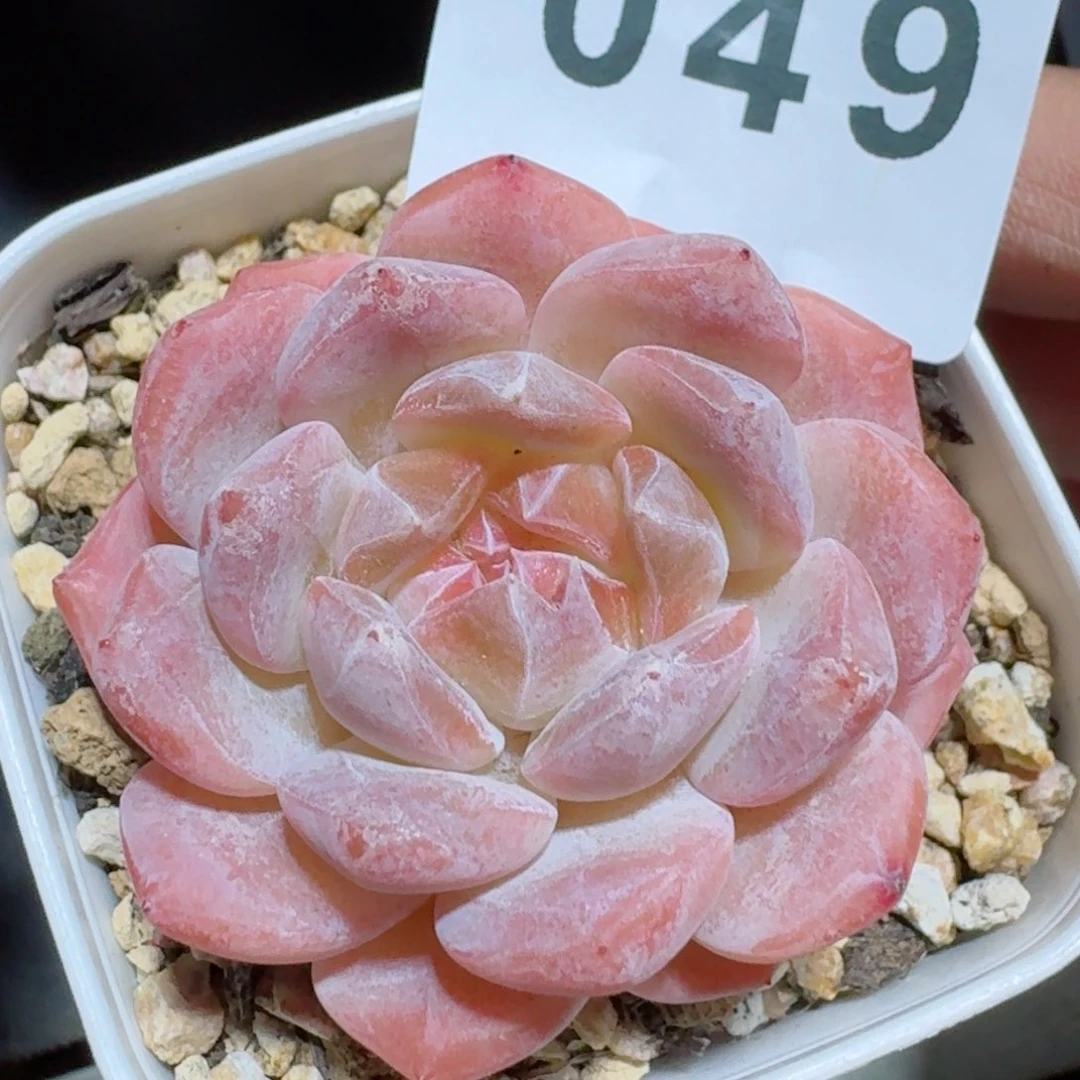 冰魄         精品多肉