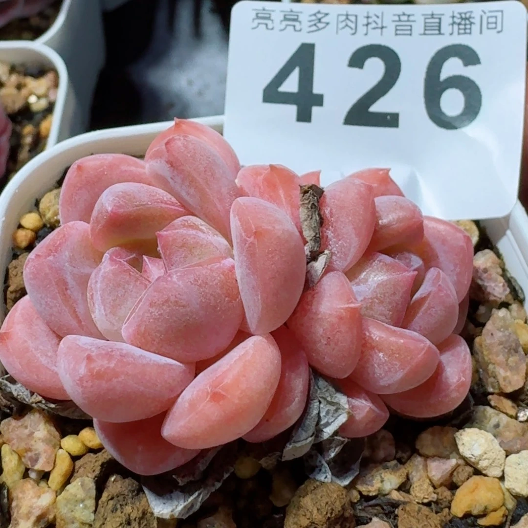 刚毅         精品多肉