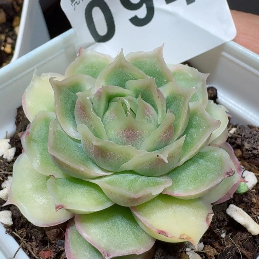 水晶虾饺         精品多肉