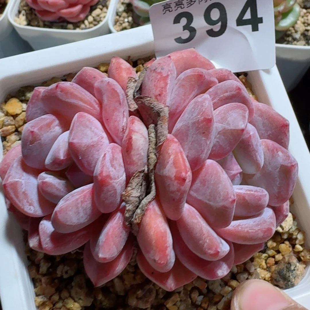 雪之魄         精品多肉