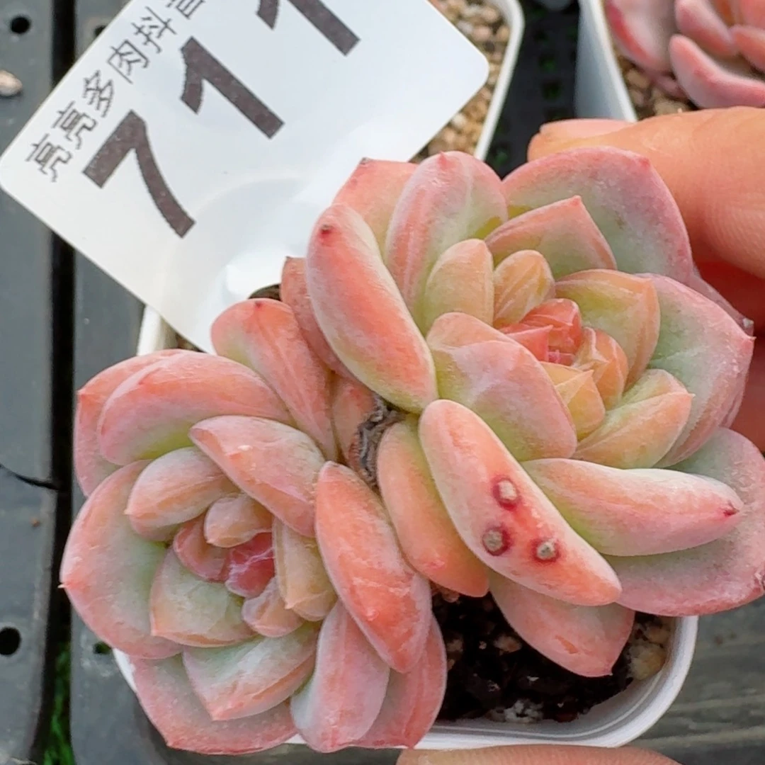 孤品珍妮         精品多肉