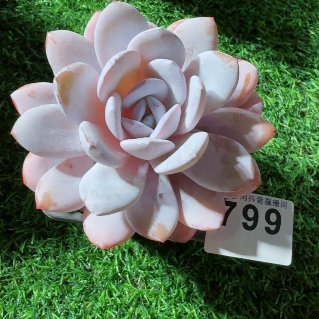 雪莲         精品多肉