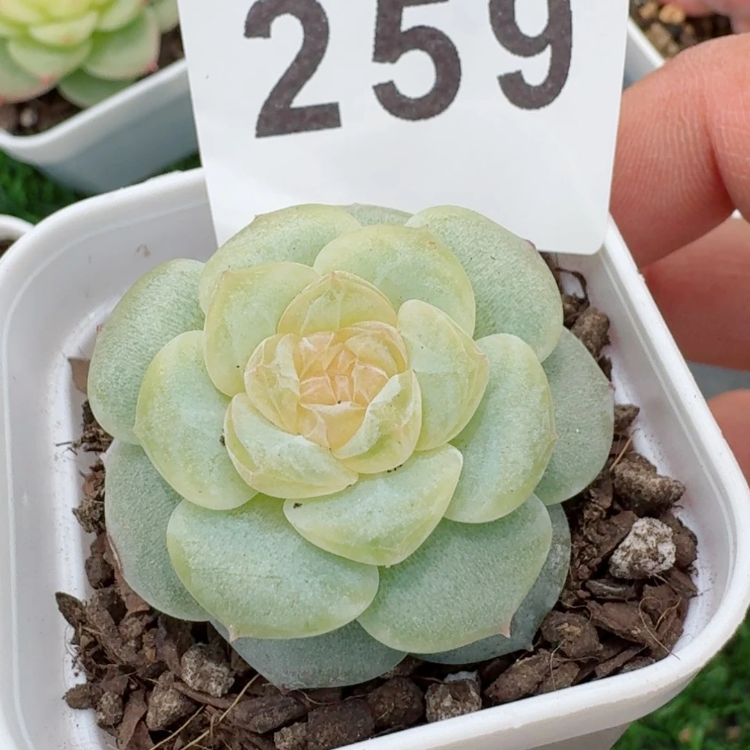 扶摇 精品多肉