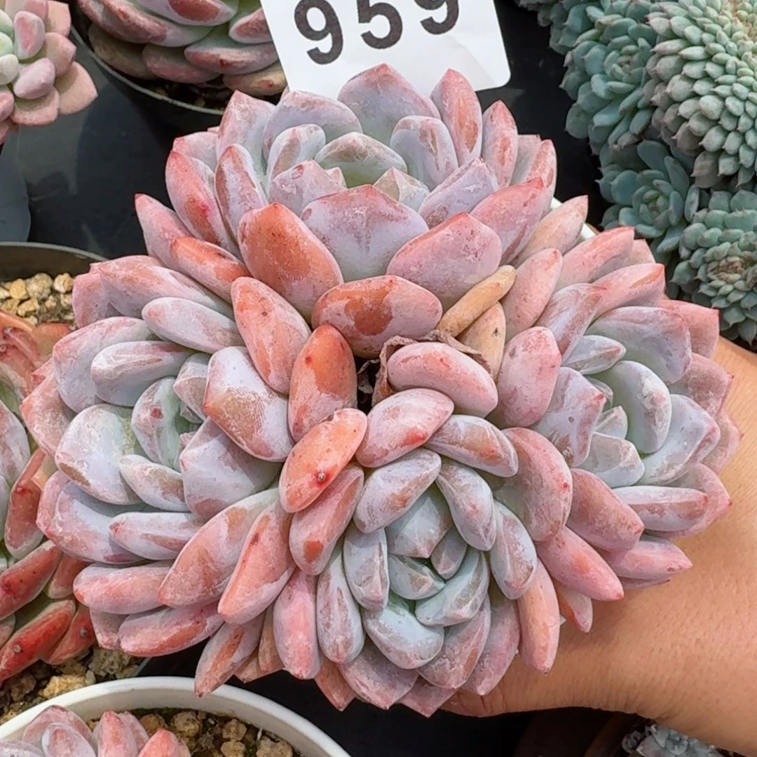 无砍雪之魄         精品多肉