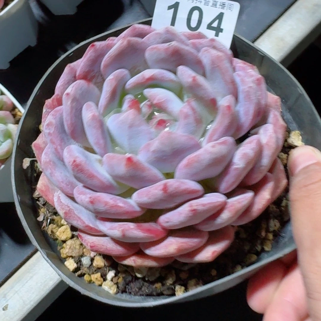 橙梦露         精品多肉