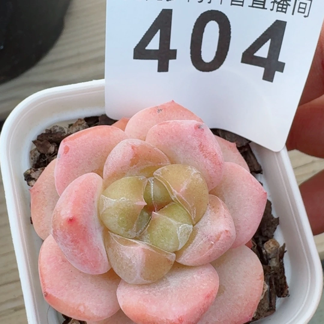 媚娘         精品多肉