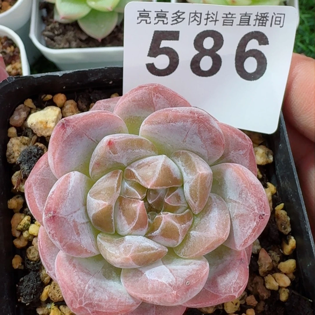 糯冰魄多肉植物一物一拍