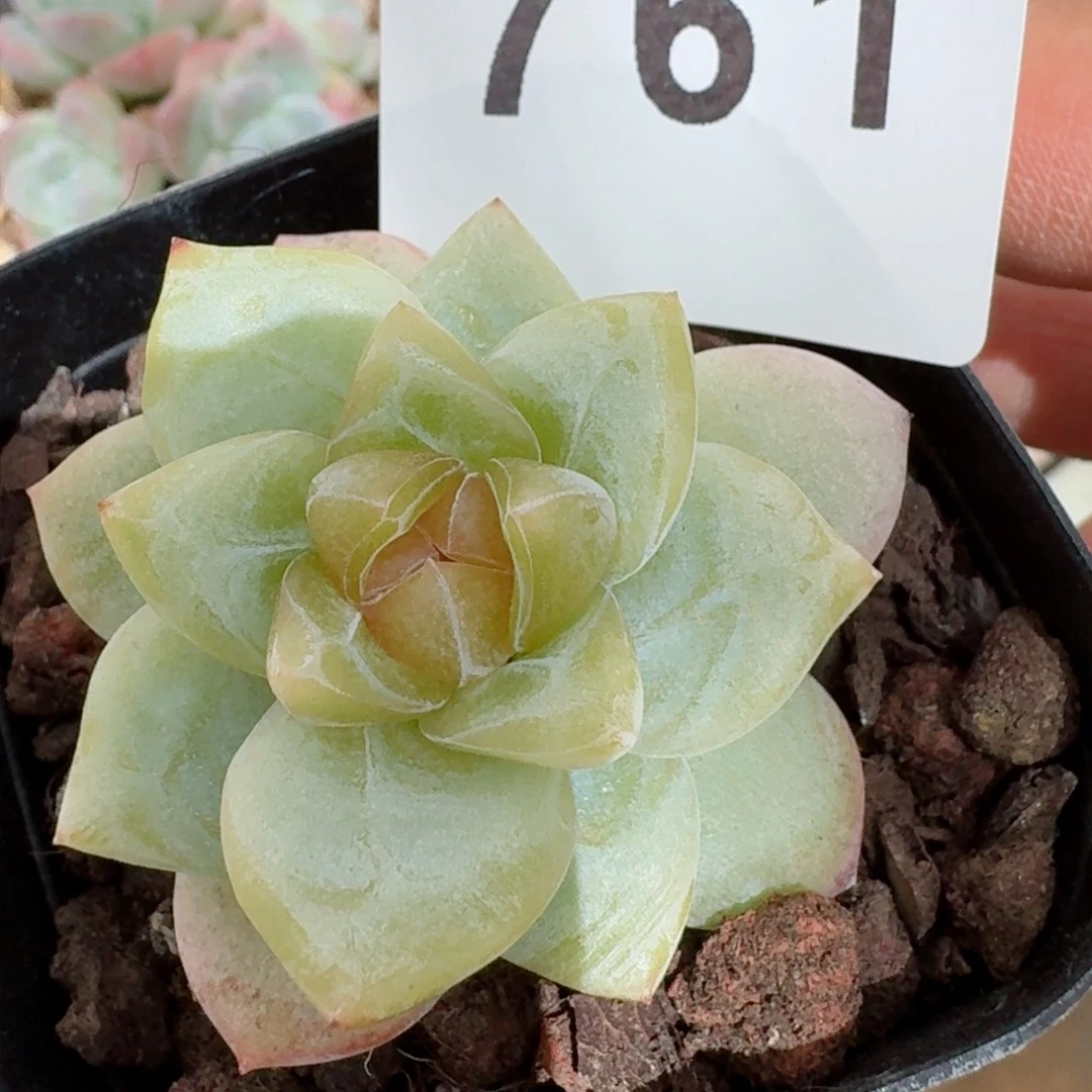 星辰珍妮         精品多肉