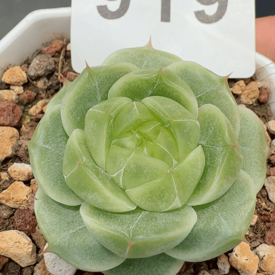 深情珍妮         精品多肉