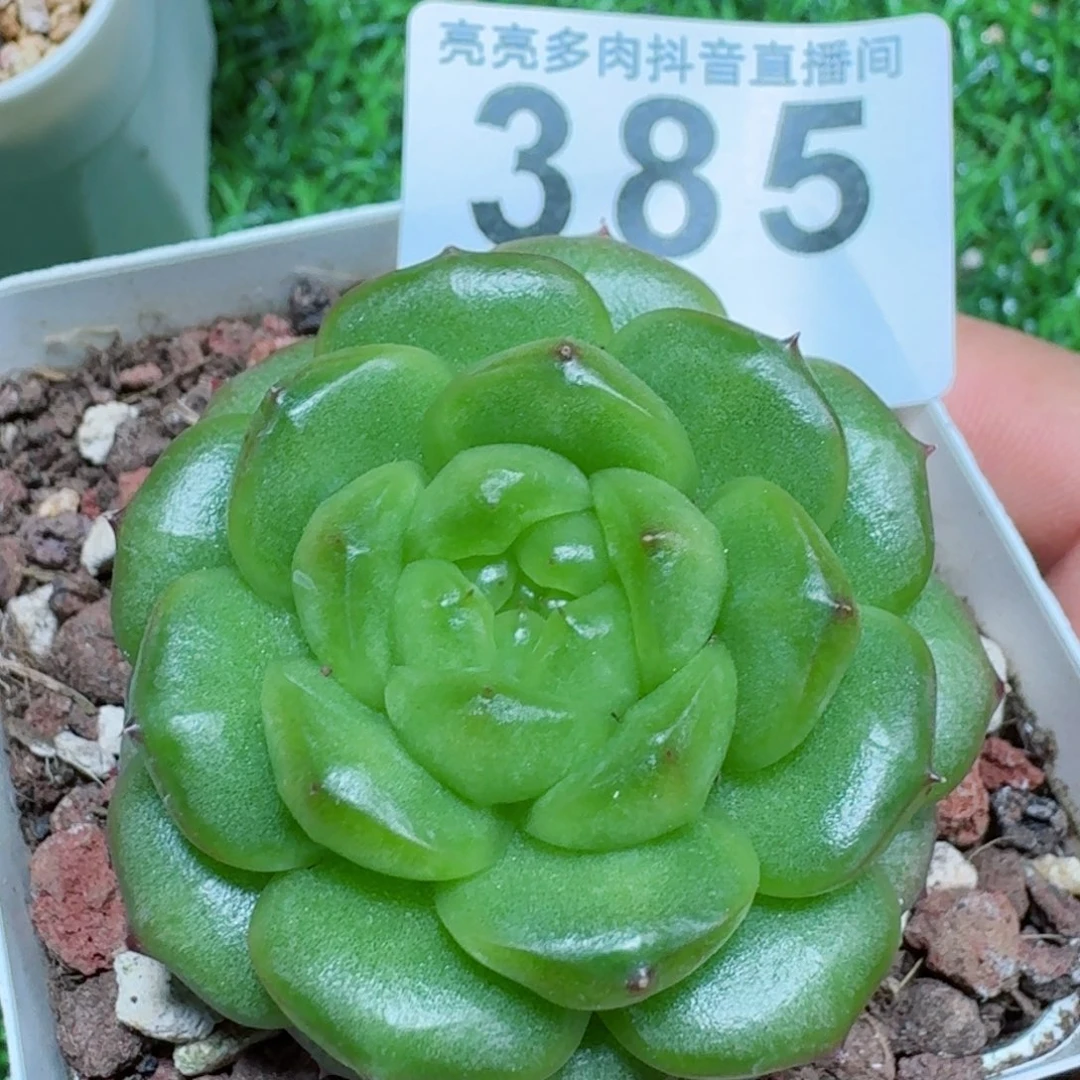 灯泡珍妮 精品多肉