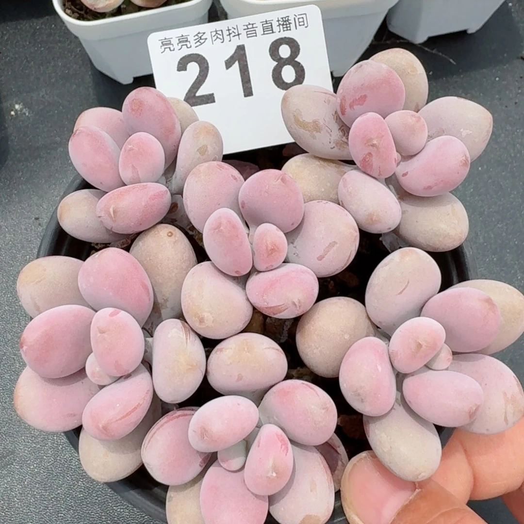 桃蛋老桩         精品多肉
