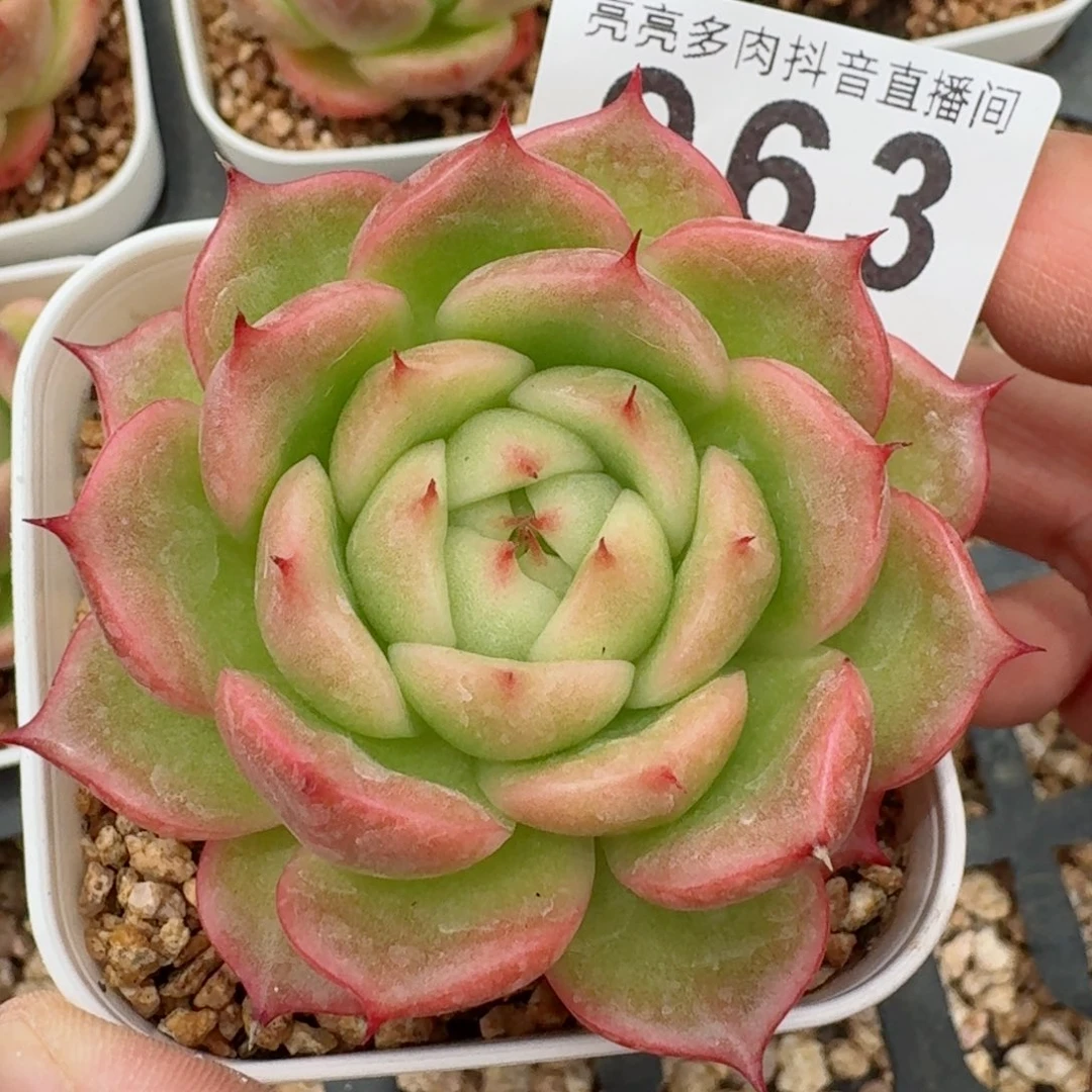 玉玲珑         精品多肉